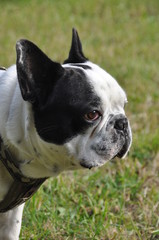 white French Bulldog dog