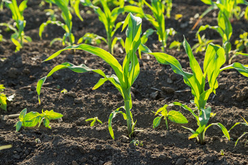 Green corn maize field in early stage