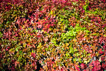 wall covered in ivy with colorful leaves
