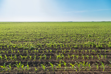 Green corn maize field in early stage