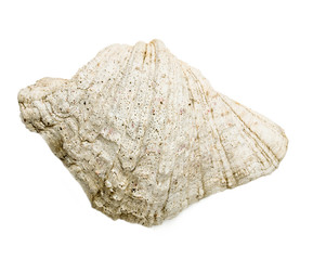 seashell over white