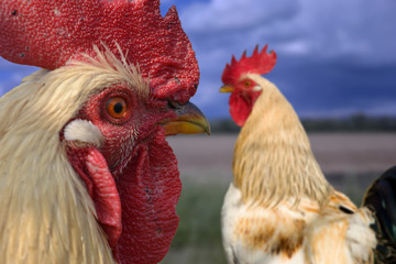 Two roosters on rural farm yard, Close up of rooster head