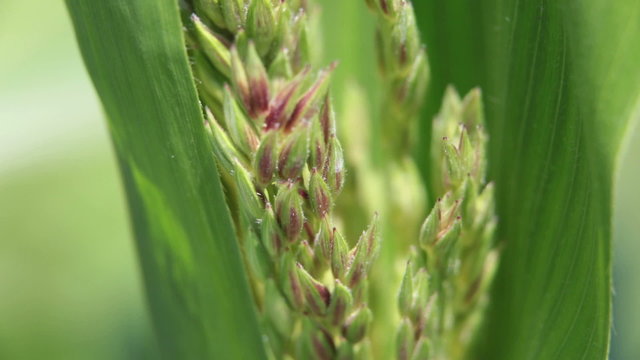 Corn pollen tassel close macro P HD 2507