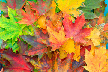 Naklejka na ściany i meble Multicolored autumn leaves background 