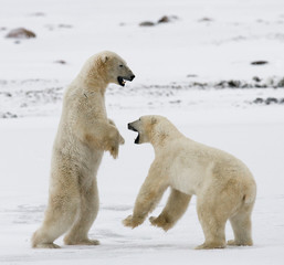 Obraz na płótnie Canvas Two polar bears playing with each other in the tundra. Canada. An excellent illustration.
