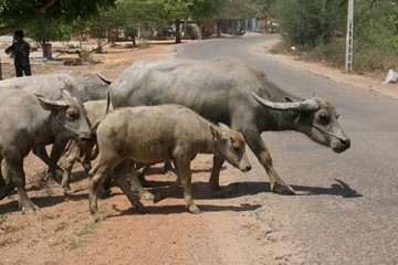 Obraz premium Buffaloes going to the bath 