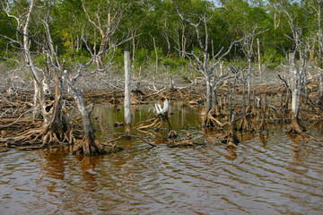 Obraz premium mangrove northwest of the island 