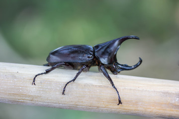 beetle