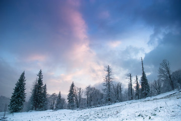 Fototapeta na wymiar Beautiful winter landscape with snow covered trees. Carpathians,