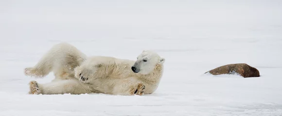Papier Peint photo Ours polaire Ours polaire couché dans la neige dans la toundra. Canada. Parc national de Churchill. Une excellente illustration.