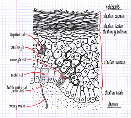 drawing of the structure of the human epidermis - obrazy, fototapety, plakaty