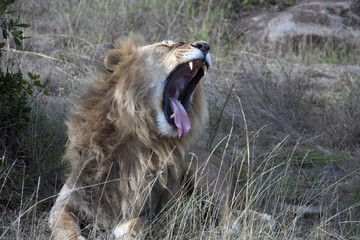 Yawning lion