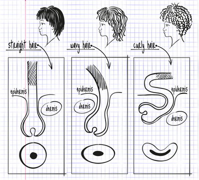drawing types of human hair