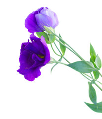bouquet  of  violet eustoma flowers
