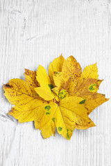 Obraz premium Autumn Dried Leaves Decoration