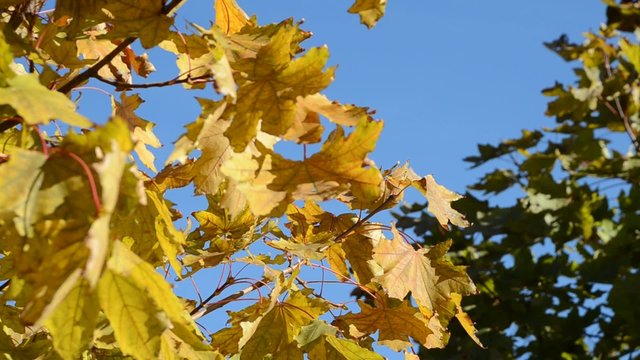 Yellow autumn leaves against the blue sky