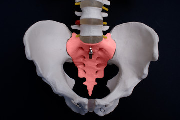 Sacrum 
