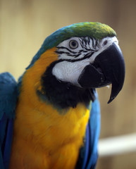 Macaw Parrot