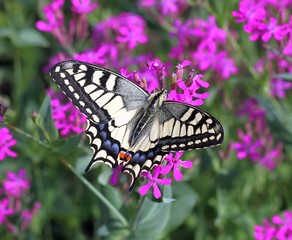 Бабочка парусник махаон (Papilio machaon) на розовых цветах