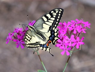 Бабочка парусник махаон (Papilio machaon) опыляет цветы