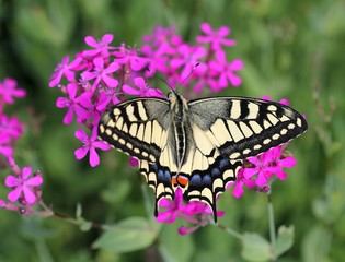 Бабочка парусник махаон (Papilio machaon) на розовых цветах