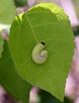 Личинка большого берёзового пилильщика Cimbex femoratus) на листике 