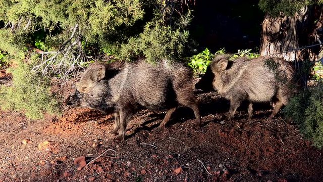 Sedona Arizona Peccary Javelina pig in wild area 4K 024
