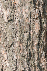 Tree bark texture