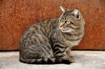 cat looking sideways