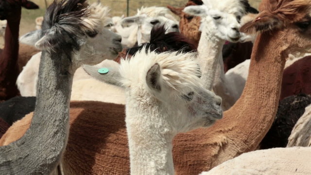 Alpaca herd livestock farm ranch HD 2622