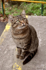 Naklejka na ściany i meble tabby cat top view