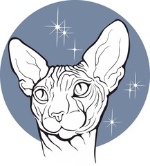 Close up of sphynx cat. Pet Shop label.