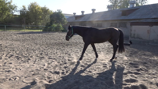 Slow-motion video walking on sandy paddock horse
