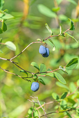 Blueberries Common (Vaccínium uliginósum)