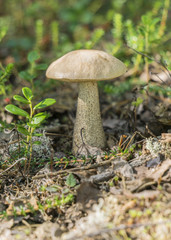 cranberry bushes growing among white boletus (Leccinum percandid