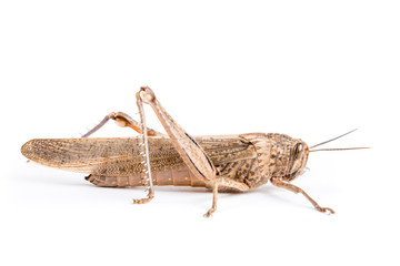 Locusta isolata su sfondo bianco