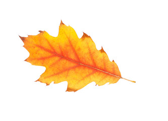 Autumn leaf