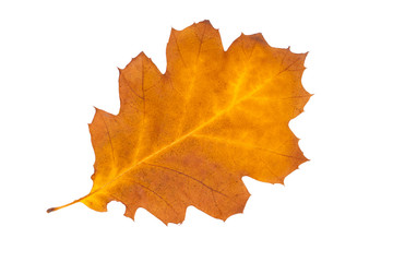 Autumn leaf