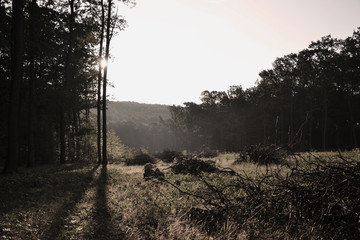 Sunrise in forest in Slovakia, magical summer morning