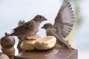 Naklejka premium Birds and bread