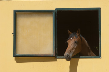 Horse stabled at the window