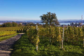 Naklejka premium Herbst auf der Insel Reichenau 5