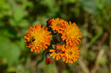 Orange hawkweed flowers