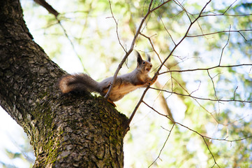 Squirrel eating nut on the tree, a red squirrel eats nuts, a wild animal in the forest, wildlife, a family of rodents, a beautiful squirrel.