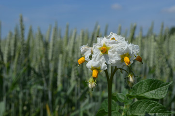 White and orange potato flowers with wheat field in background
