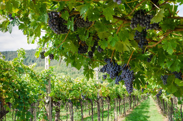 Fototapety  Zbiory, kiście czerwonych winogron na amarone w regionie Veneto w Weronie