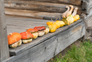 50 shades of pumpkins.