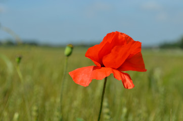 Common poppy in wheat field in summer