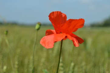 Common poppy in wheat field in summer