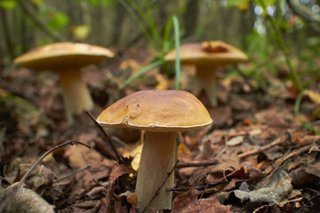mushrooms in the forest